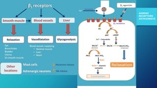 ADRENO
RECEPTORS
ANTAGONISTS
 