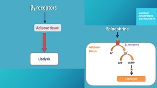 ADRENO
RECEPTORS
ANTAGONISTS
 