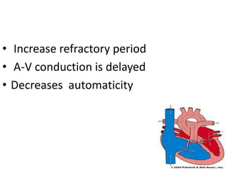 • Increase refractory period
• A-V conduction is delayed
• Decreases automaticity
 