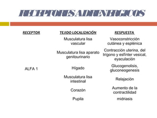 R CE TOR SADR NE GICOS
 E P    E    E R
RECEPTOR    TEJIDO LOCALIZACIÓN             RESPUESTA
               Musculatura lisa          Vasoconstricción
                  vascular              cutánea y esplénica
                                     Contracción uterina, del
           Musculatura lisa aparato
                                    trígono y esfínter vesical,
               genitourinario
                                           eyaculación
                                          Glucogenolisis,
 ALFA 1            Hígado
                                         gluconeogenesis
               Musculatura lisa
                                             Relajación
                  intestinal
                                           Aumento de la
                   Corazón
                                           contractilidad
                    Pupila                   midriasis
 