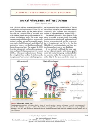 The   n e w e ng l a n d j o u r na l      of   m e dic i n e




          clinical implications of basic research


                Beta-Cell Failure, Stress, and Type 2 Diabetes
                                             Randal J. Kaufman, Ph.D.

Type 2 diabetes mellitus is caused by a combina-              ate improvement in our understanding of disease
tion of genetic and environmental factors that re-            mechanisms, partly because genomewide associa-
sult in decreased insulin function at sites of insu-          tion studies often implicate genes (or nongenic
lin action and a reduced ability of pancreatic beta           regions) of unknown function, such as CDKAL1.
cells to elevate insulin secretion in response to in-            Occasionally, discoveries from disparate fields
creased blood glucose levels. The variant genes               merge to provide new conceptual frameworks
that cause susceptibility to diabetes were virtually          that improve our mechanistic understanding of
unknown until the advent of genomewide associa-               disease. A recent example is provided in two stud-
tion studies. In 2007, one such study identified              ies, by Arragain et al.3 and Wei et al.,4 that link
associations between type 2 diabetes and six dif-             CDKAL1 with protein translation and show how
ferent chromosomal loci.1 The company deCODE                  this link may be relevant to type 2 diabetes.
Genetics subsequently confirmed these associa-                   It was previously established that some bacte-
tions and identified an association with variant              rial and eukaryotic transfer RNAs have a specific
CDKAL1.2 Subsequent studies increased the num-                moiety (the methyl–thio group ms2t6) attached to
ber of implicated loci to about 40. Unfortunately,            the adenosine residue that is adjacent to the anti-
this plethora of loci has not yielded a proportion-           codon (Fig. 1). The presence of this moiety on




 Figure 1. Tinkering with Transfer RNA.
 Type 2 diabetes is associated with variant CDKAL1. Wei et al.4 recently ascribed a function to this gene: it critically modifies a specific
 transfer RNA (tRNA) by catalyzing the addition of a methyl–thio moiety (ms2t6) to a residue adjacent to the anticodon (in pink). Mice
 deficient in beta-cell Cdkal1 incorporate fewer lysine residues into proinsulin, which may contribute to the susceptibility of these mice to
 type 2 diabetes.



                                    n engl j med 365;20   nejm.org   november 17, 2011                                                   1931
                                           The New England Journal of Medicine
   Downloaded from nejm.org by RUY PANTOJA on November 17, 2011. For personal use only. No other uses without permission.
                             Copyright © 2011 Massachusetts Medical Society. All rights reserved.
 
