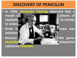 DISCOVERY OF PENICILLIN
• In 1928, Alexander Fleming observed that a
mould contaminating one of his cultures of
Staphyloco...