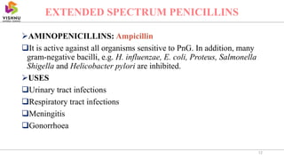 AMINOPENICILLINS: Ampicillin
It is active against all organisms sensitive to PnG. In addition, many
gram-negative bacilli, e.g. H. influenzae, E. coli, Proteus, Salmonella
Shigella and Helicobacter pylori are inhibited.
USES
Urinary tract infections
Respiratory tract infections
Meningitis
Gonorrhoea
12
EXTENDED SPECTRUM PENICILLINS
 