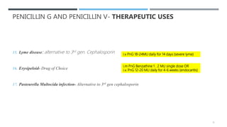PENICILLIN G AND PENICILLIN V- THERAPEUTIC USES
15. Lyme disease: alternative to 3rd gen. Cephalosporin
16. Erysipeloid- Drug of Choice
17. Pasteurella Multocida infection- Alternative to 3rd gen cephalosporin
i.m PnG Benzathine 1 . 2 MU single dose OR
i.v. PnG 12-20 MU daily for 4-6 weeks (endocaritis)
i.v PnG 18-24MU daily for 14 days (severe lyme)
15
 