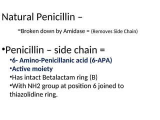 Natural Penicillin –
-Broken down by Amidase = (Removes Side Chain)
•Penicillin – side chain =
•6- Amino-Penicillanic acid (6-APA)
•Active moiety
•Has intact Betalactam ring (B)
•With NH2 group at position 6 joined to
thiazolidine ring.
 