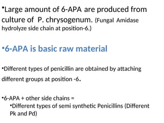•Large amount of 6-APA are produced from
culture of P. chrysogenum. (Fungal Amidase
hydrolyze side chain at position-6.)
•6-APA is basic raw material
•Different types of penicillin are obtained by attaching
different groups at position -6.
•6-APA + other side chains =
•Different types of semi synthetic Penicillins (Different
Pk and Pd)
 