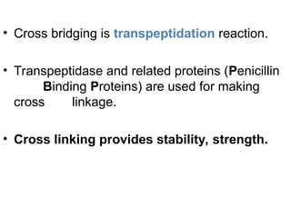 • Cross bridging is transpeptidation reaction.
• Transpeptidase and related proteins (Penicillin
Binding Proteins) are used for making
cross linkage.
• Cross linking provides stability, strength.
 
