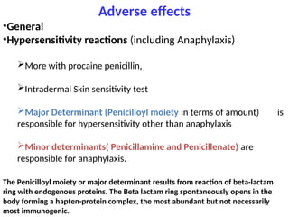 Adverse effects
•General
•Hypersensitivity reactions (including Anaphylaxis)
More with procaine penicillin,
Intradermal Skin sensitivity test
Major Determinant (Penicilloyl moiety in terms of amount) is
responsible for hypersensitivity other than anaphylaxis
Minor determinants( Penicillamine and Penicillenate) are
responsible for anaphylaxis.
The Penicilloyl moiety or major determinant results from reaction of beta-lactam
ring with endogenous proteins. The Beta lactam ring spontaneously opens in the
body forming a hapten-protein complex, the most abundant but not necessarily
most immunogenic.
 