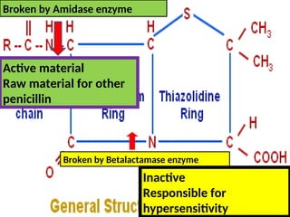 Broken by Betalactamase enzyme
Broken by Amidase enzyme
Active material
Raw material for other
penicillin
Inactive
Responsible for
hypersensitivity
 