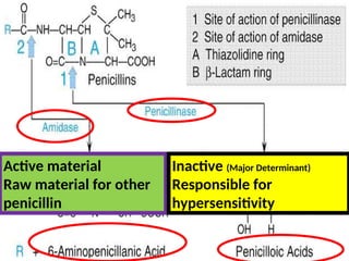 Active material
Raw material for other
penicillin
Inactive (Major Determinant)
Responsible for
hypersensitivity
 