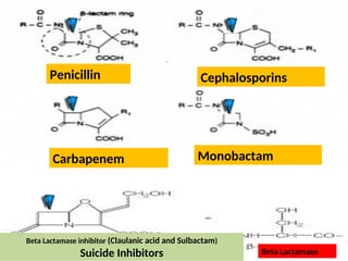 Penicillin
Beta Lactamase inhibitor (Claulanic acid and Sulbactam)
Suicide Inhibitors
Monobactam
Carbapenem
Cephalosporins
Beta Lactamase
 
