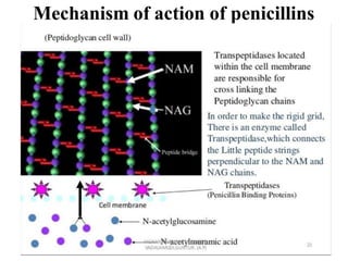 Mechanism of action of penicillins
 