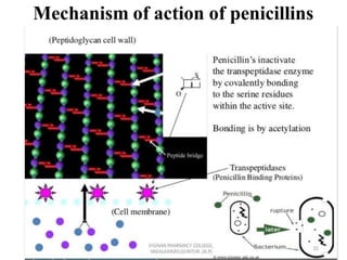 Mechanism of action of penicillins
 