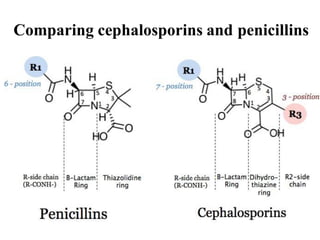 Comparing cephalosporins and penicillins
 