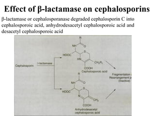 Effect of β-lactamase on cephalosporins
β-lactamase or cephalosporanase degraded cephalosporin C into
cephalosporoic acid, anhydrodesacetyl cephalosporoic acid and
desacetyl cephalosporoic acid
 