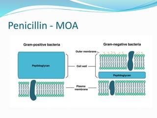 Penicillin - MOA
 