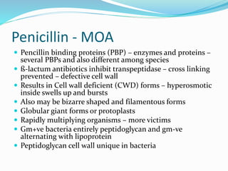 Penicillin - MOA
 Pencillin binding proteins (PBP) – enzymes and proteins –
several PBPs and also different among species
 ß-lactum antibiotics inhibit transpeptidase – cross linking
prevented – defective cell wall
 Results in Cell wall deficient (CWD) forms – hyperosmotic
inside swells up and bursts
 Also may be bizarre shaped and filamentous forms
 Globular giant forms or protoplasts
 Rapidly multiplying organisms – more victims
 Gm+ve bacteria entirely peptidoglycan and gm-ve
alternating with lipoprotein
 Peptidoglycan cell wall unique in bacteria
 