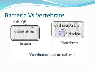Bacteria Vs Vertebrate
 