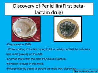 Discovery of Penicillin(First beta-
lactam drug)
•Discovered in 1928.
• While working in his lab, trying to kill a deadly bacteria,he noticed a
blue mold growing on the dish
•Learned that it was the mold Penicillum Notatum.
•Penicillin is found in this mold.
•Noticed that the bacteria around the mold was dissolving.
Source: Google Images
 