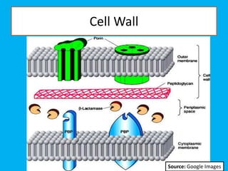Cell Wall
Source: Google Images
 