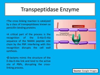 Transpeptidase Enzyme
•The cross linking reaction is catalyzed
by a class of transpeptidases known as
penicillin binding proteins
•A critical part of the process is the
recognition of the D-Ala-D-Ala
sequence of the NAMA peptide side
chain by the PBP. Interfering with this
recognition disrupts the cell wall
synthesis.
•β-lactams mimic the structure of the
D-Ala-D-Ala link and bind to the active
site of PBPs, disrupting the cross-
linking process.
Source: Google Images
 