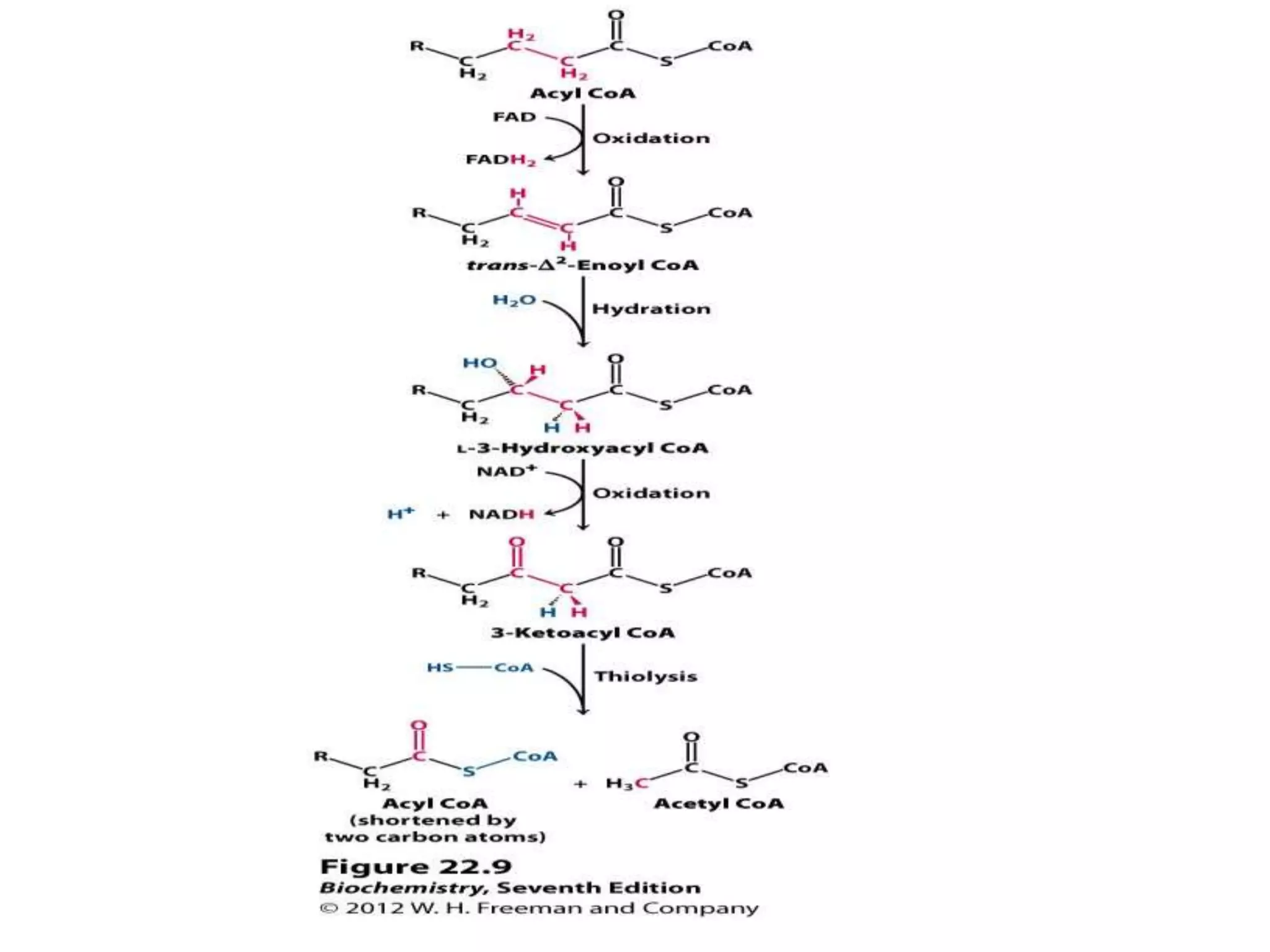 Beta Oxidation of Fatty Acids | PPTX