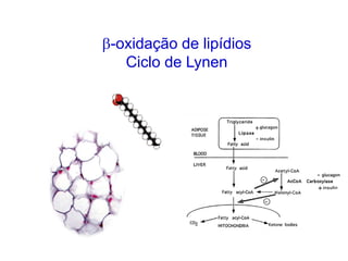 β-oxidação de lipídios
Ciclo de Lynen
 
