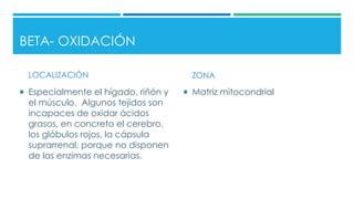 BETA- OXIDACIÓN
LOCALIZACIÓN
 Especialmente el hígado, riñón y
el músculo. Algunos tejidos son
incapaces de oxidar ácidos
grasos, en concreto el cerebro,
los glóbulos rojos, la cápsula
suprarrenal, porque no disponen
de las enzimas necesarias.
ZONA
 Matriz mitocondrial
 