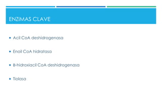 ENZIMAS CLAVE
 Acil CoA deshidrogenasa
 Enoil CoA hidratasa
 Β-hidroxiacil CoA deshidrogenasa
 Tiolasa
 