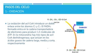 PASOS DEL CICLO
1.- OXIDACIÓN
FADH2
FAD
 La oxidación del acil CoA introduce un doble
enlace entre los átomos C2 y C3. El FADH2
formado entra en la cadena transportadora
de electrones para producir 1,5 moléculas de
ATP. En la mitocondria hay tres tipos de acil
CoA deshidrogenasa, que actúan en los
ácidos grasos de cadena larga, media y corta,
respectivamente
 