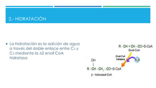 2.- HIDRATACIÓN
 La hidratación es la adición de agua
a través del doble enlace entre C2 y
C3 mediante la ∆2 enoíl CoA
hidratasa
 