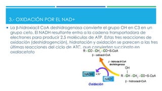 3.- OXIDACIÓN POR EL NAD+
 La β-hidroxiacil CoA deshidrogenasa convierte el grupo OH en C3 en un
grupo ceto. El NADH resultante entra a la cadena transportadora de
electrones para producir 2,5 moléculas de ATP. Estas tres reacciones de
oxidación (deshidrogención), hidratación y oxidación se parecen a las tres
últimas reacciones del ciclo de ATC, que convierten succinato en
oxalacetato
 