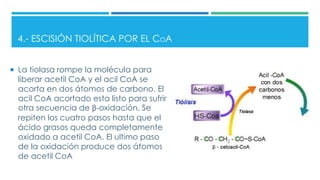 4.- ESCISIÓN TIOLÍTICA POR EL COA
 La tiolasa rompe la molécula para
liberar acetil CoA y el acil CoA se
acorta en dos átomos de carbono. El
acil CoA acortado esta listo para sufrir
otra secuencia de β-oxidación. Se
repiten los cuatro pasos hasta que el
ácido grasos queda completamente
oxidado a acetil CoA. El ultimo paso
de la oxidación produce dos átomos
de acetil CoA
 