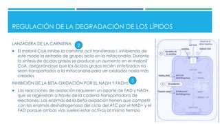 REGULACIÓN DE LA DEGRADACIÓN DE LOS LÍPIDOS
LANZADERA DE LA CARNITINA
 El malonil CoA inhibe la carnitina acil transferasa I, inhibiendo de
este modo la entrada de grupos acilo en la mitocondria. Durante
la síntesis de ácidos grasos se produce un aumento en el malonil
CoA, asegurándose que los ácidos grasos recién sintetizados no
sean transportados a la mitocondria para ser oxidados nada más
creados
INHIBICIÓN DE LA BETA-OXIDACIÓN POR EL NADH Y FADH2
 Las reacciones de oxidación requieren un aporte de FAD y NAD+,
que se regeneran a través de la cadena transportadora de
electrones. Las enzimas de la beta-oxidación tienen que competir
con las enzimas deshidrogenasa del ciclo del ATC por el NAD+ y el
FAD porque ambas vías suelen estar activas al mismo tiempo
2
3
 