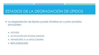 ESTADIOS DE LA DEGRADACIÓN DE LÍPIDOS
 La degradación de lípidos puede dividirse en cuatro estadios
principales:
 LIPOLISIS
 ACTIVACIÓN DE ÁCIDOS GRASOS
 TRANSPORTE A LA MITOCONDRIA
 BETA-OXIDACIÓN
 