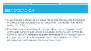 BETA-OXIDACIÓN
 Es un proceso catabólico en el que los ácidos grasos se degradan por
una secuencia cíclica de cuatro reacciones: oxidación, hidratación,
oxidación, tiolisis.
 El resultado es el acortamiento de la cadena del acido graso en dos
átomos de carbono por secuencia. Los dos carbonos son eliminados
como acetil CoA. Para ácidos grasos saturados de número par esto es
la regla, pero se necesitan otras enzimas para la oxidación de los
ácidos grasos insaturados y los de número impar.
 