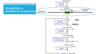TRANSPORTE AL
INTERIOR DE LA MITOCONDRIA
 