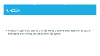 FUNCIÓN
 Producir Acetil-CoA para el ciclo de Krebs y equivalentes reductores para el
transporte electrónico en condiciones de ayuno.
 