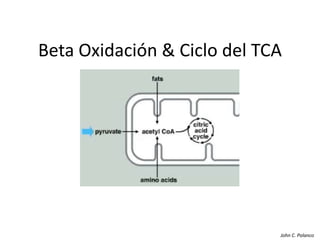 Beta Oxidación & Ciclo del TCA 
John C. Polanco 
 