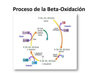 Proceso de la Beta-Oxidación
 