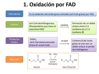 1. Oxidación por FAD
Descripción     Es la oxidación del ácido graso activado (acil-CoA graso) por FAD.



  Enzima        acil-CoA-deshidrogenasa,                   formación de un doble
                (flavoproteína que tiene el    cataliza    enlace entre C-2
                coenzima FAD)                              (carbono α) y C-3
                                                           (carbono β)

Productos       -FADH2
                                                ya que     Carbono β del ácido
  finales       -Acil-CoA-betainsaturado
                                                           graso se une con un
                (trans-Δ2-enoil-CoA)
                                                           doble enlace al perder
                                                           dos hidrógenos.



 Reacción
 
