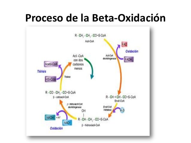 Beta oxidación de ácidos grasos