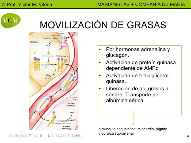 BETA OXIDACION AC. GRASOS