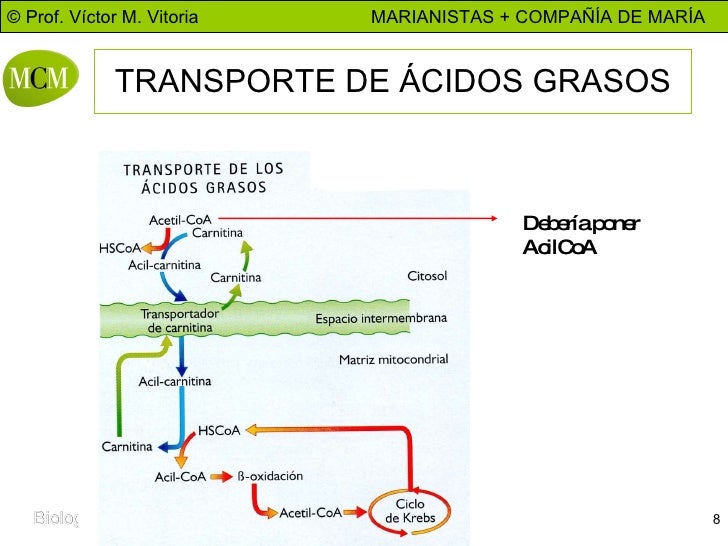 BETA OXIDACION AC. GRASOS