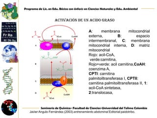 Se lleva a cobo en el retículo endoplasmatico.