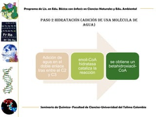 Paso uno: oxidación por FAD