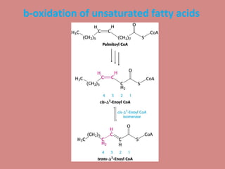 b-oxidation of unsaturated fatty acids
