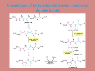 b-oxidation of fatty acids with even numbered
double bonds