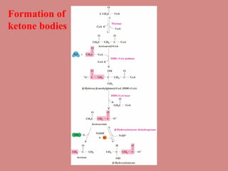Formation of
ketone bodies