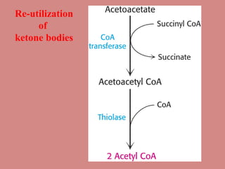 Re-utilization
of
ketone bodies